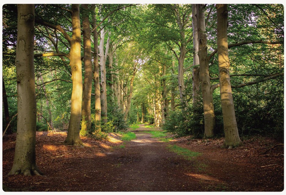 한국의 산림 자원 | Sumber Daya Hutan Korea