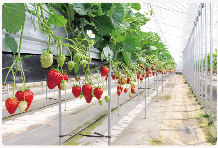 스마트팜 | Pertanian Cerdas